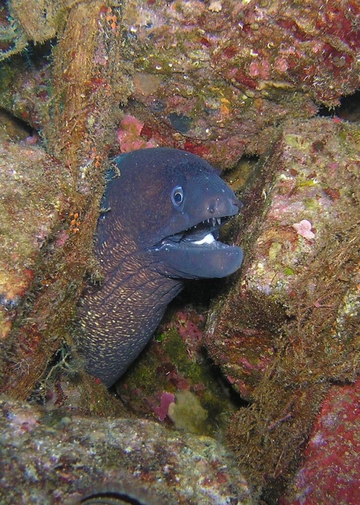 Muraena helena moray between rocks.