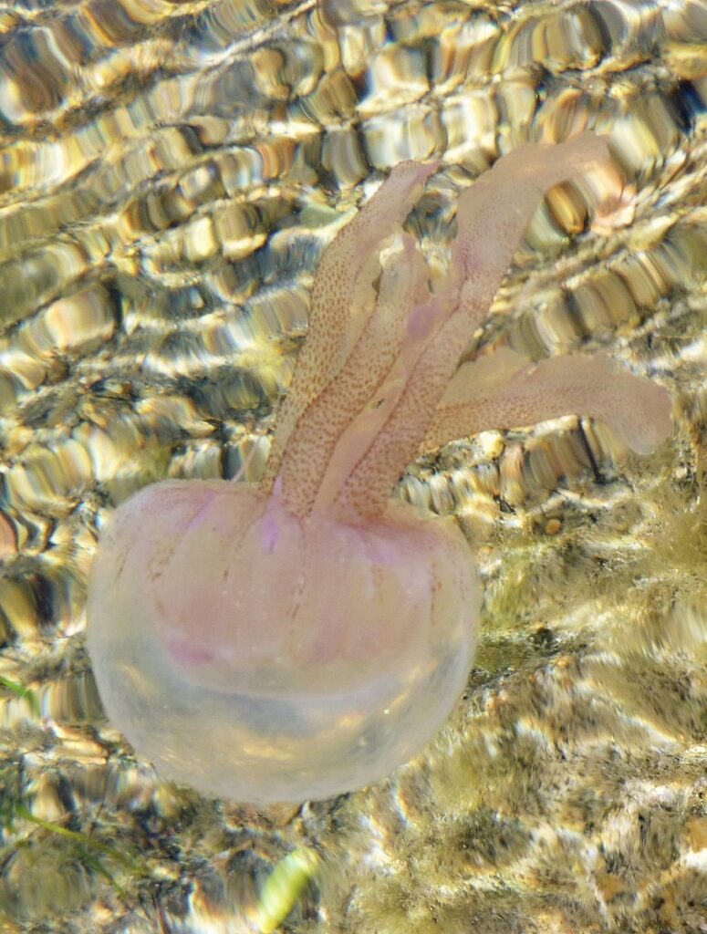 Mauve stinger jellyfish