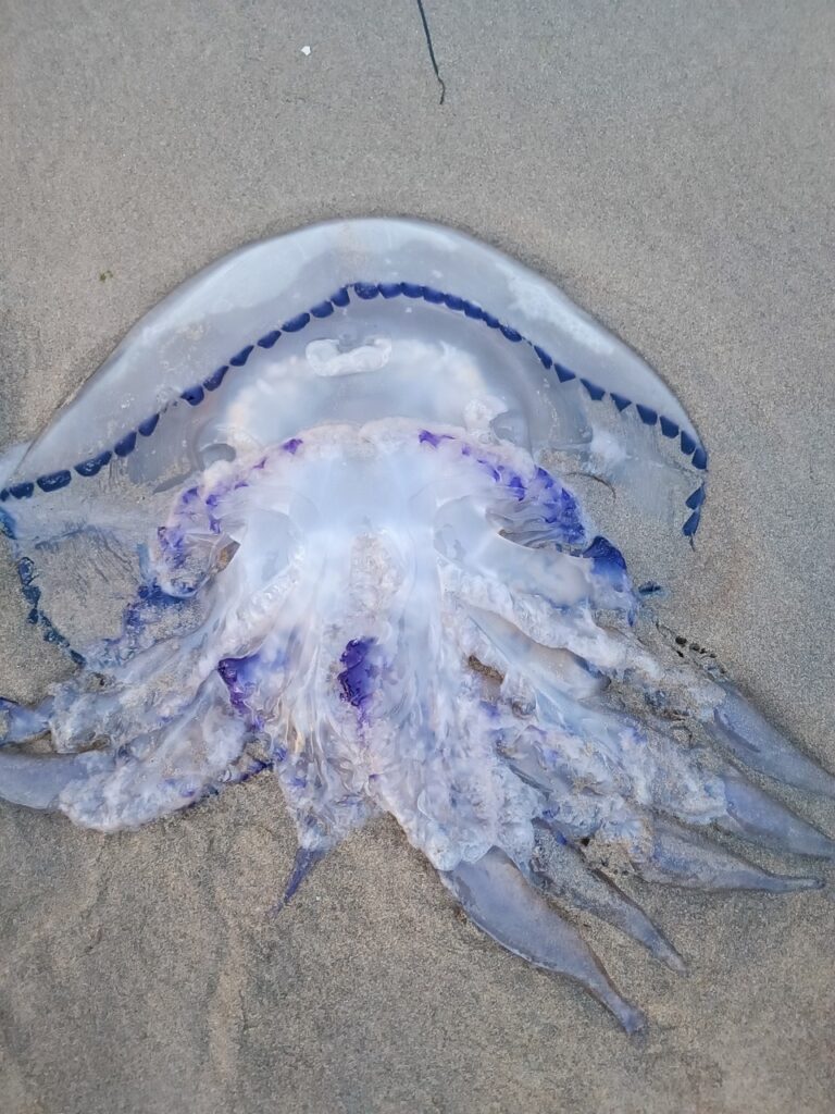 Stranded Rhizostoma pulmo jellyfish.