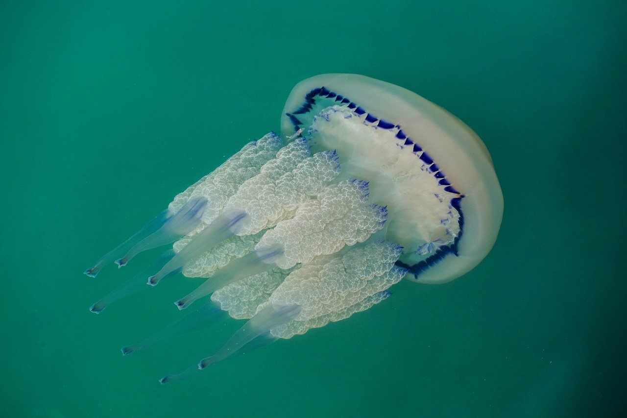Barrel jellyfish top view in the sea.