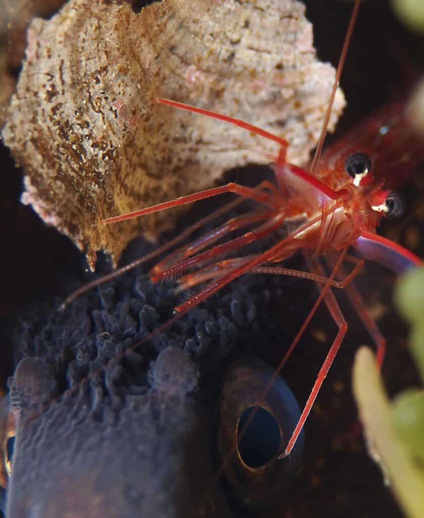 Lysmata cleaner shrimp on a Mediterranean moray eel.