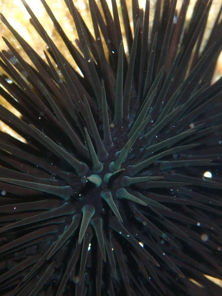 Black sea urchin underwater photo