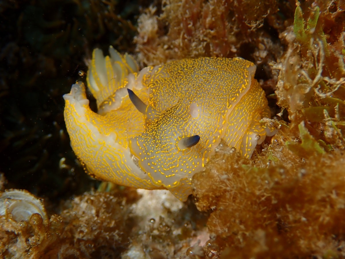 Felimare picta sea slug