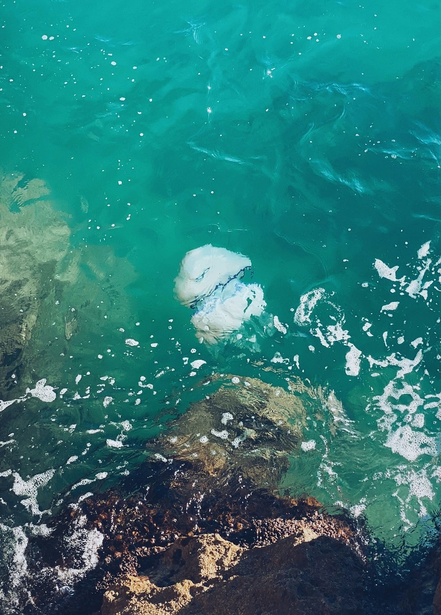 Dangerous Jellyfish Identification Guide | 10 Jellies To Avoid ...